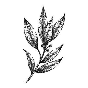 bay leaf herb hand drawn. laurel leaves, dry green, top fresh, tree cooking, plant sketch bay leaf herb vector sketch. isolated black illustration