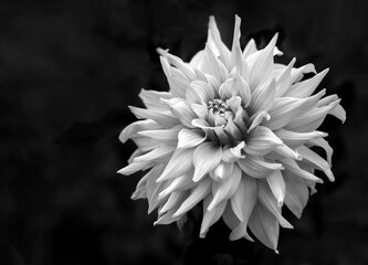 Black and white photography of flower dahlia