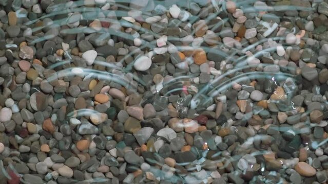 Spring Drops in a Puddle. A fine rain drips onto the surface of a transparent puddle, at the bottom of which small stones are visible