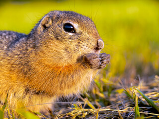 A prairie dog is eating sunflower seeds with front paws on a grassy lawn.