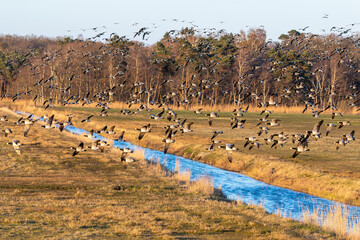 Nonnengänse über Wassergraben an der Ostsee bei Zingst.