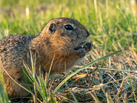 A prairie dog is eating sunflower seeds with front paws on a grassy lawn.