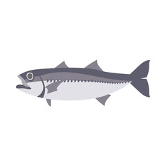 クロムツ。フラットなベクターイラスト。
Japanese bluefish. Flat designed vector illustration.
