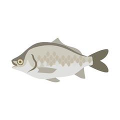 ゲンゴロウブナ（ヘラブナ）。フラットなベクターイラスト。
Japanese white crucian carp (Japanese carp, white crucian carp). Flat designed vector illustration.