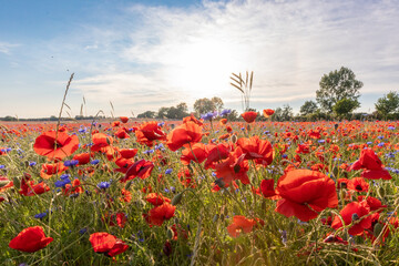 Blumenfeld, Kornblumen, Klatschmohn an der Ostsee.