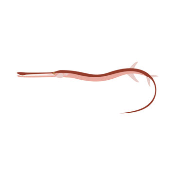 アカヤガラ。フラットなベクターイラスト。
Red cornetfish. Flat designed vector illustration.