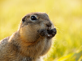 A prairie dog is eating sunflower seeds with front paws on a grassy lawn.