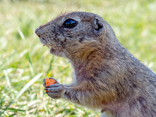 A prairie dog is eating slice of carrot with front paws on a grassy lawn.