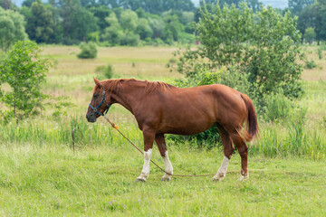 Naklejka na ściany i meble Brown horse in a field on a pasture