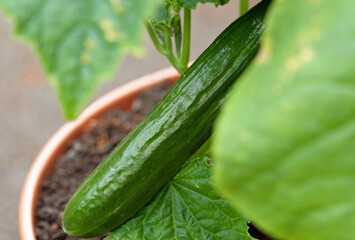 cucumber growing in a greenhouse