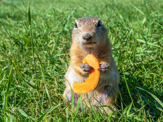A prairie dog is eating slice of carrot with front paws on a grassy lawn.