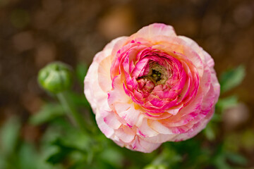 Pink Picotee, Ranunculus, in June.