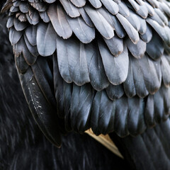 Abstract close-up of southern ground hornbill wing feathers © John