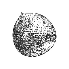 hazelnut nut food hand drawn. fly fruit, shell hazel, vector filbert, brown flavor, natural broken hazelnut nut food vector sketch. isolated black illustration
