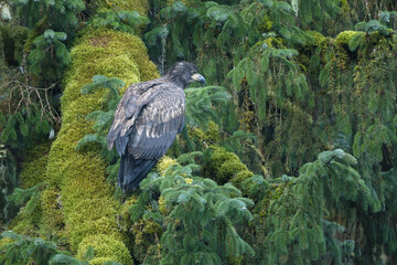 Juvenile Bald Eagle (Haliaeetus leucocephalus) perched on moss covered branch of tree in the rain forest of southeast Alaska, USA
