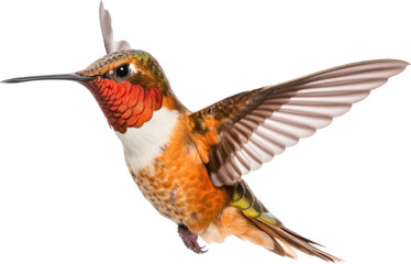 Obraz premium Cut-Off Hummingbird