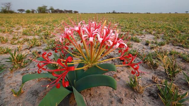 Candelabra flower (Brunsvigia orientalis) gently blowing in the wind, Nxai Pan Botswana