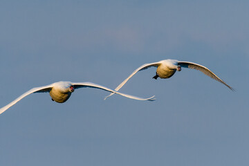 Höckerschwäne im Flug in der Abendsonne