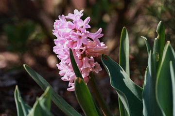 Hyacinths in the summer garden in bloom.