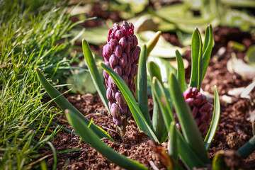 Hyacinths in the summer garden in bloom.