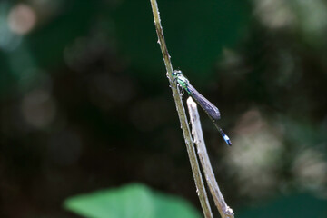 A beautiful closeup of an isolated Dragonfly