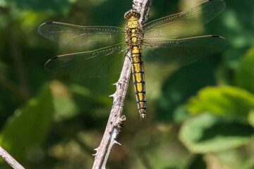 A closeup of a Broad Bodied Dragonfly that has landed on a leaf