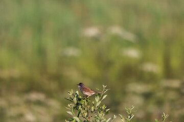 A beautiful animal portrait of a songbird perched on a tree