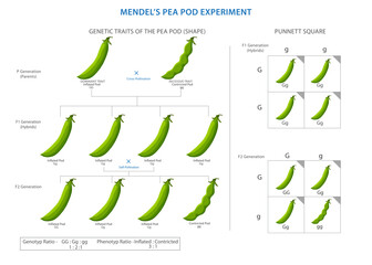 Mendel's pea pod experiment unlocked the secrets of heredity, unveiling laws of dominant and recessive traits that govern genetic inheritance - obrazy, fototapety, plakaty