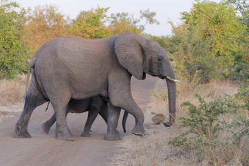 Fototapeta na wymiar Mother and baby elephant walking across the path in Zambezi National Park, Zimbabwe