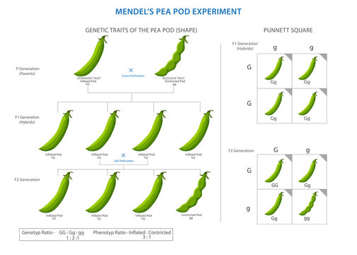 Mendel's pea pod experiment, Unveiling laws of genetic inheritance