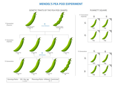 Mendel's pea pod experiment unlocked the secrets of heredity, unveiling laws of dominant and recessive traits that govern genetic inheritance