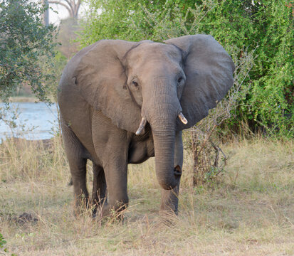 Close-up photo of an African elephant  (Loxodonta) standing in front of the river and trees in Zambezi National Park, Zimbabwe
