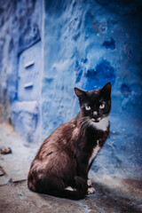 Blue wall cat: A serene feline effortlessly graces the scene, offering a charming contrast against a vibrant blue backdrop.