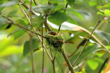 Colorful Hummingbird Kolibri in Costa Rica, Central America
