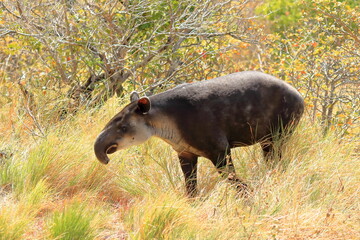a baird's tapir in rincon de la vieja national park in costa rica, central america