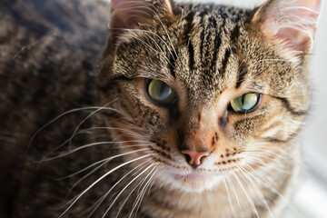 Cute and Adorable Kittens Irresistible Charm and Cuteness Overload