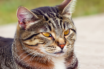 Cute and Adorable Kittens Irresistible Charm and Cuteness Overload