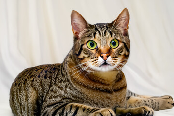 Cute and Adorable Kittens Irresistible Charm and Cuteness Overload