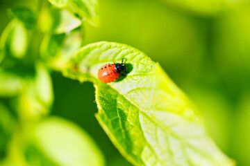 close-up. Macro photography of a Colorado potato beetle eating a potato leaf.
