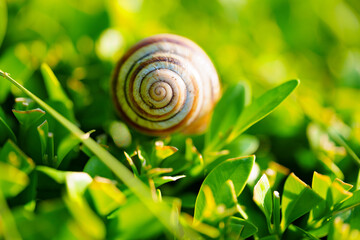 Grape snail on a juniper bush. A useful creation for the garden