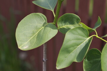 Garden plants. Nature and natural beauty.

