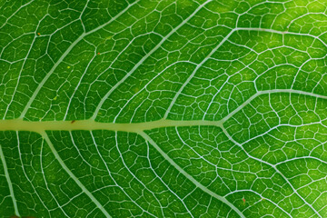Beautiful Leaf Macro A Captivating CloseUp of Nature's Delicate Beauty