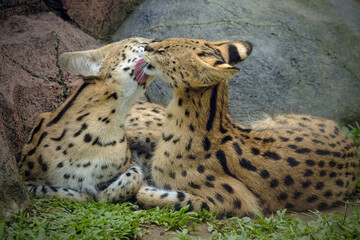 Servals in the zoo
