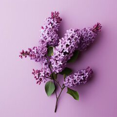 Lavendar Flower