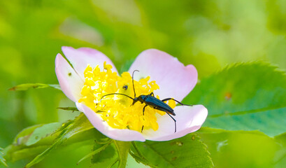 black beetle on a dog rose flower