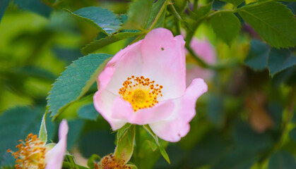 Flowers of dog-rose (rosehip) growing in nature