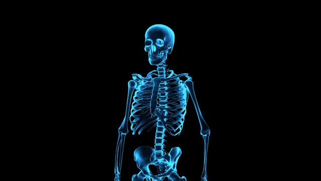 Rotating human skeleton. Medium shot. Holographic skeleton image. Repeatable 3D rendered video.