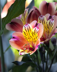 alstroemeria