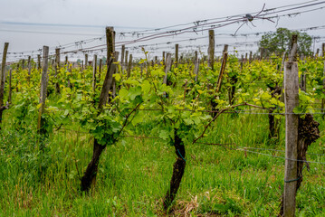 Fototapeta na wymiar Rows of vine grape in vineyards in spring