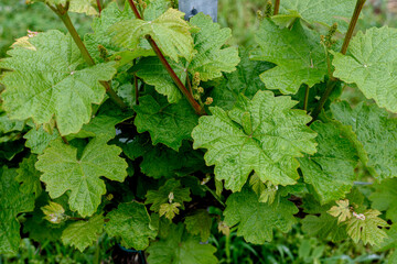 Grape Vine Amid Leaves In Vineyard . Vineyard cultivation. Close-up of grapes growing in vineyard